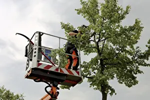 Deciduous Tree Care Drucke: Workers on the work platform pruning or maintaining trees