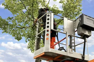 Deciduous Tree Care Drucke: Workers on the work platform pruning or maintaining trees