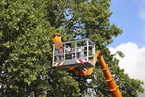Green Space Management Drucke: Workers on the work platform pruning or maintaining trees