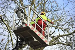 Urban Forestry Drucke: Workers on the work platform pruning or maintaining trees