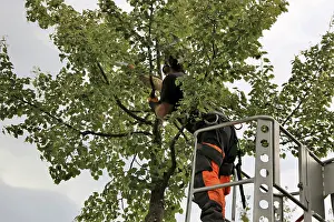Deciduous Tree Care Drucke: Workers on the work platform pruning or maintaining trees
