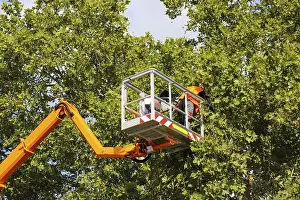 Deciduous Tree Care Drucke: Workers on the work platform pruning or maintaining trees