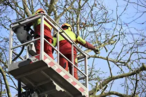 Urban Forestry Drucke: Workers on the work platform pruning or maintaining trees