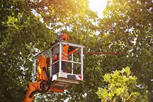 Deciduous Tree Care Drucke: Workers on the work platform pruning or maintaining trees