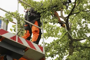 Urban Forestry Drucke: Workers on the work platform pruning or maintaining trees