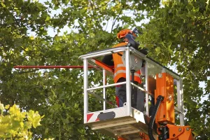Urban Forestry Drucke: Workers on the work platform pruning or maintaining trees