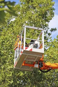 Safety Helmet Wearers Drucke: Workers on the work platform pruning or maintaining trees