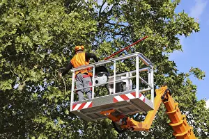 Urban Forestry Drucke: Workers on the work platform pruning or maintaining trees