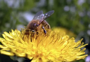 Colorful Nature Scene Drucke: A working bee on a buttercup