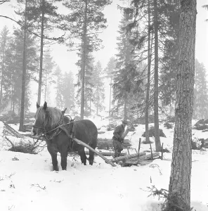 Scandinavian Winter Landscape Photography Drucke: Working in the forest in the 1950s