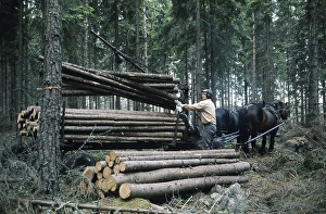 Horse Drawn Wagon Transport Drucke: Working in the forest in the 1970s