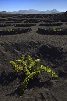 La Geria Wine Growing Region Drucke: Worldwide unique cultivation method