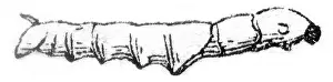 Vintage Styled Animal Illustrations Drucke: Worm at the end of the second age