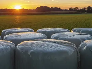Agricultural Landscape Photo Drucke: Wrapped bales in a field at sunset