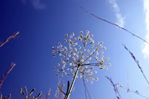 Blue Sky Meadow Scene Drucke: Yarrow