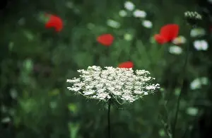 Colorful Meadow Drucke: Yarrow
