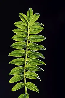 Indoor Leafy Plants Drucke: Yarrow (Achillea spec.) leaf, backlit