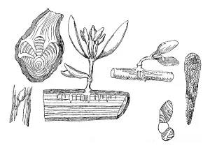 Vintage Styled Representation Drucke: A year fixed of mistletoe on a tree branch