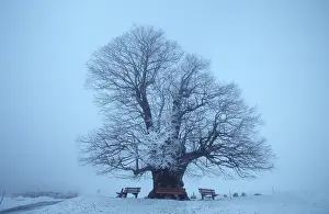 Deciduous Trees Europe Drucke: Several hundred years old Lime tree