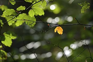 German Deciduous Trees Drucke: Yellow beech (Fagus) leaf in the backlight