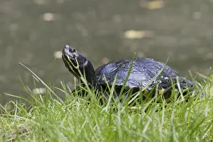 Deserted German Landscapes Drucke: Yellow-bellied slider (Trachemys scripta scripta)