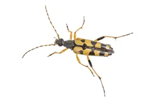 Isolated Against White Ground Drucke: Yellow black bug isolated on a white background