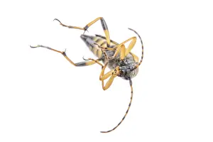 Studio Shot Insect Photography Drucke: Yellow black bug isolated on a white background