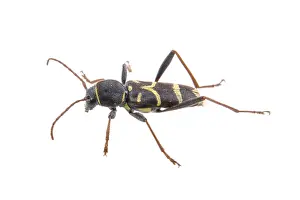 Single Colored White Background Drucke: Yellow black bug isolated on a white background