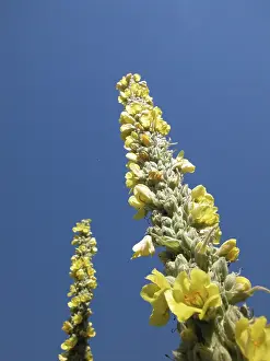 Blue Sky Flowers Drucke: Yellow blossoms