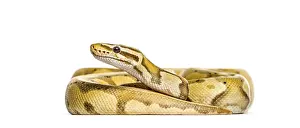 Exotic Reptile Photography Drucke: Yellow and brown or Firefly ball python regius snake
