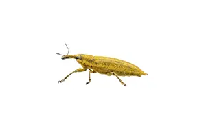 White Background Insect Drucke: Yellow bug isolated on a white background