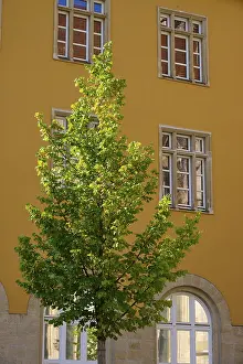 Gelbes Gebäude mit hohen Fenstern und einem Baum davor.