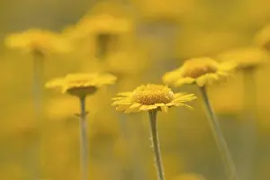 Wildflower Field Drucke: Yellow Chamomile