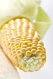 Single Coloured Background Drucke: Yellow corn on the corn cob against a white background