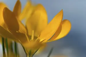 Yellow Crocus Drucke: Yellow Crocus (Crocus)