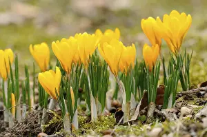 Early Blooming Flowers Drucke: Yellow Crocuses (Crocus), Germany