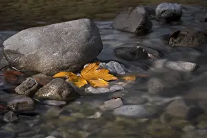Yellow Maple Leaf Drucke: A yellow discoloured maple leaf lying in the riverbed