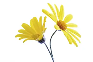 Deserted Blossom Drucke: Yellow Euryops flowers
