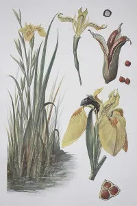Yellow Iris Drucke: Yellow flag (Iris pseudacorus)