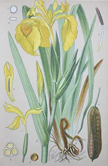 Gelbe Flagge (Iris pseudacorus)