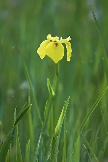 Canton Zug Nature Scene Drucke: Yellow flag (Iris pseudacorus)