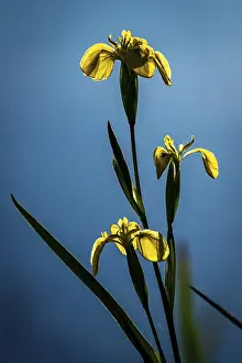 Open Air Waterfront Scene Drucke: Yellow flag (Iris pseudacorus)