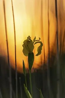 Iridaceae Flowering Plant Drucke: Yellow flag (Iris pseudacorus)