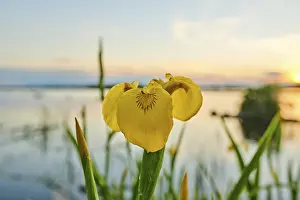 Springtime In Bavaria Drucke: Yellow flag (Iris pseudacorus)