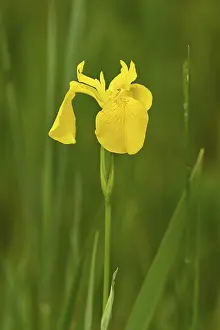 Yellow Iris Switzerland Drucke: Yellow flag (Iris pseudacorus)