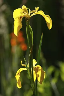 Yellow Iris Germany Drucke: Yellow flag (Iris pseudacorus)