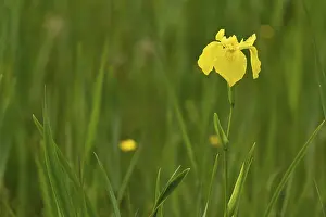 Deserted Flowering Plants Drucke: Yellow flag (Iris pseudacorus)