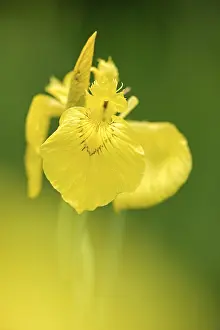 Central Europe Blossoms Drucke: Yellow flag (Iris pseudacorus)