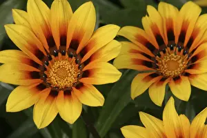 Drucke von Gelbe Blumen Gelber Garten Drucke: Gelbe Blumen