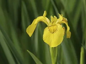 No People In Bloom Drucke: Yellow iris